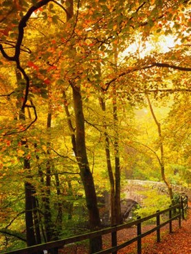 Autumn